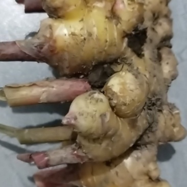 新鲜出炉出土农村绿色天然生姜