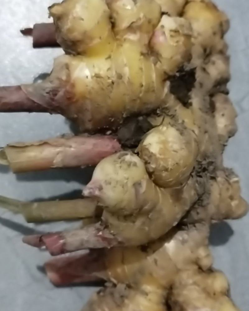 新鲜出炉出土农村绿色天然生姜