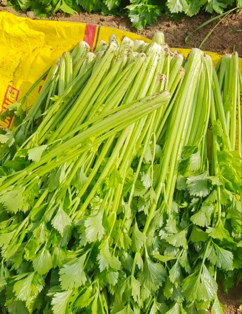 推荐福建芹菜西芹剁头芹菜基地直供量大从优欢迎联