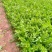 推荐福建芹菜西芹剁头芹菜基地直供量大从优欢迎联