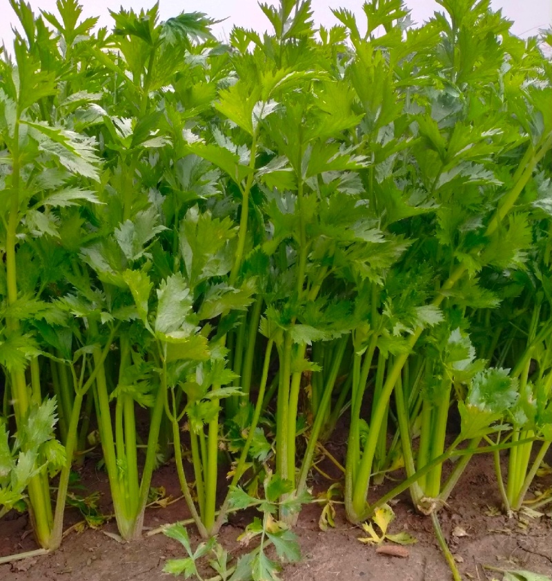 推荐福建芹菜西芹剁头芹菜基地直供量大从优欢迎联
