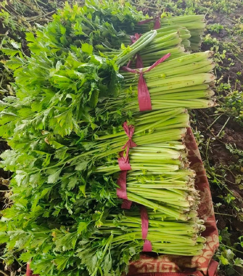 推荐福建芹菜西芹剁头芹菜基地直供量大从优欢迎联