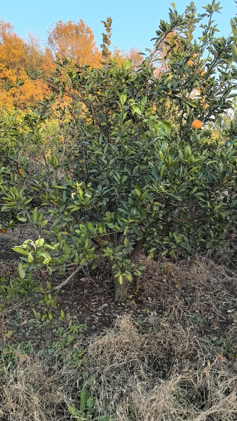 柑橘树大量有3-9公分价格25到80优惠多多
