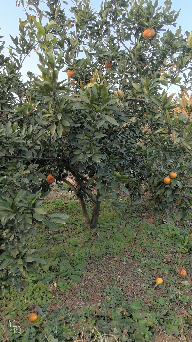 柑橘树大量有3-9公分价格25到80优惠多多