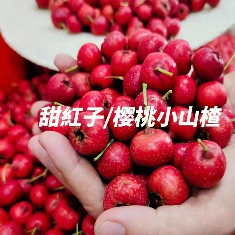 甜红子山楂原产地直销