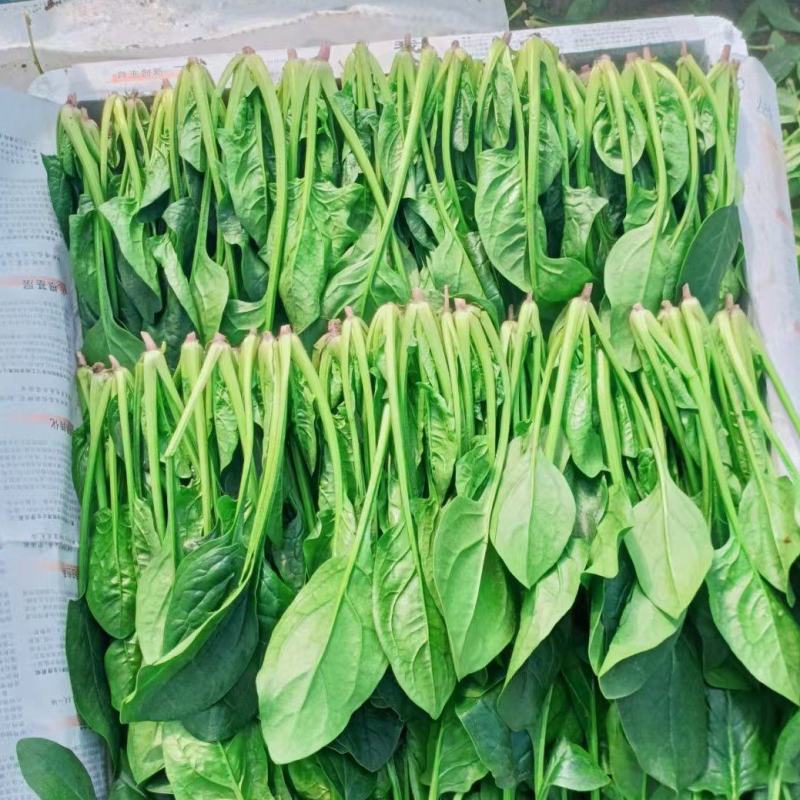 大叶菠菜山东菠菜（一手货源，量大从优）对接商超市场批发商