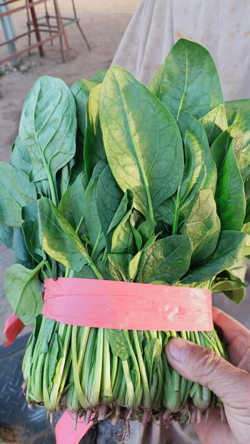 大叶菠菜山东菠菜（一手货源，量大从优）对接商超市场批发商