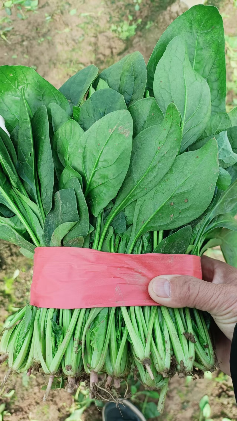 大叶菠菜山东菠菜（一手货源，量大从优）对接商超市场批发商