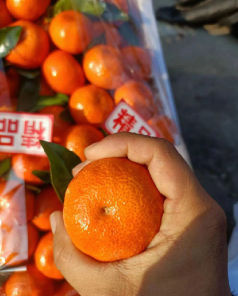广西桂林沙糖桔大量接单产地直发量大从优欢迎来电