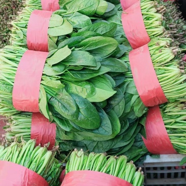 菠菜/山东菠菜/大叶菠菜产地大量现货供应，规格齐全发全国