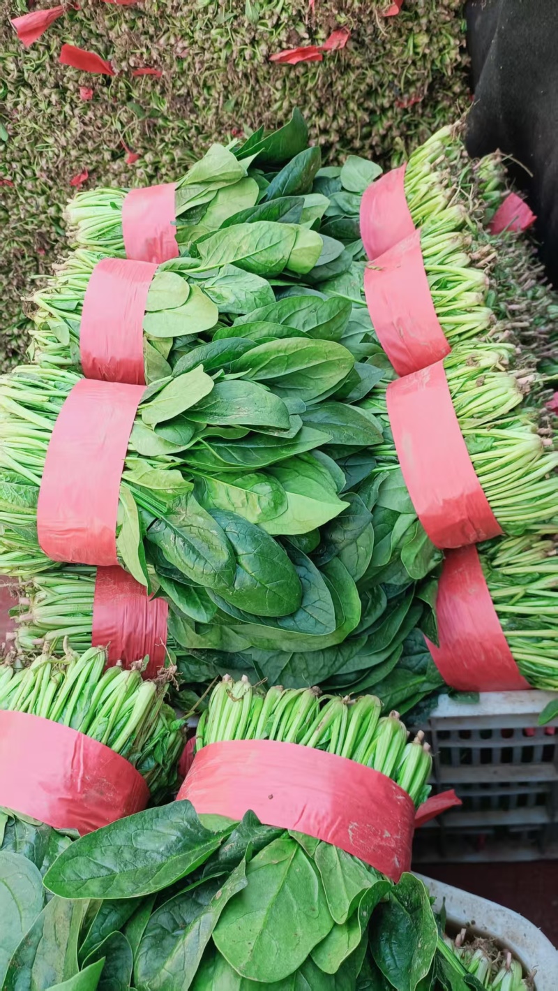 菠菜/山东菠菜/大叶菠菜产地大量现货供应，规格齐全发全国