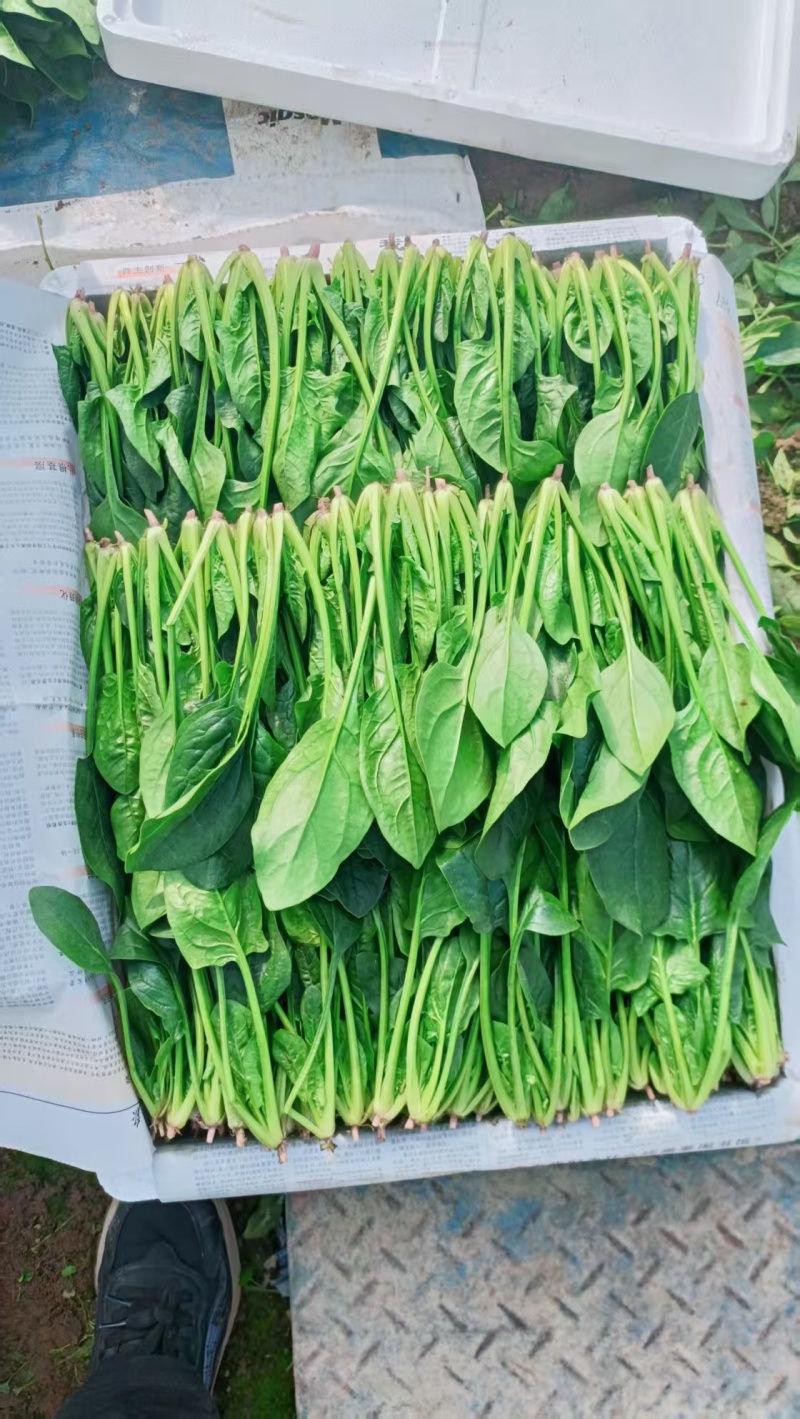 菠菜/山东菠菜/大叶菠菜产地大量现货供应，规格齐全发全国