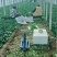 菠菜/山东菠菜/大叶菠菜产地大量现货供应，规格齐全发全国
