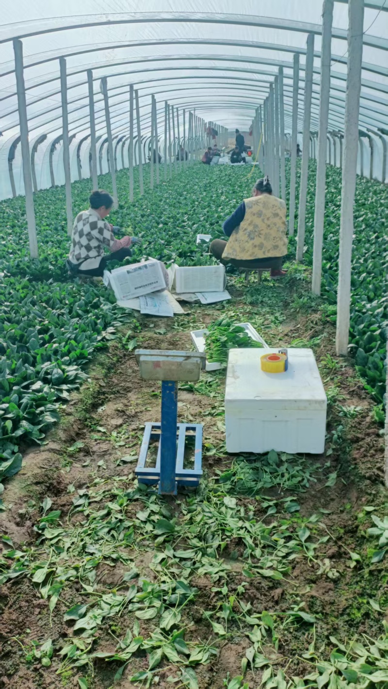 菠菜/山东菠菜/大叶菠菜产地大量现货供应，规格齐全发全国