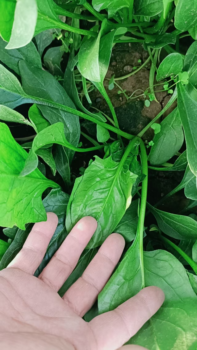 菠菜/山东菠菜/大叶菠菜产地大量现货供应，规格齐全发全国