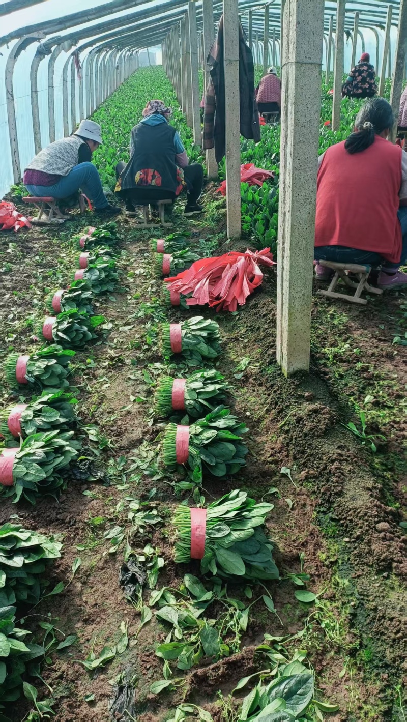 菠菜/山东菠菜/大叶菠菜产地大量现货供应，规格齐全发全国