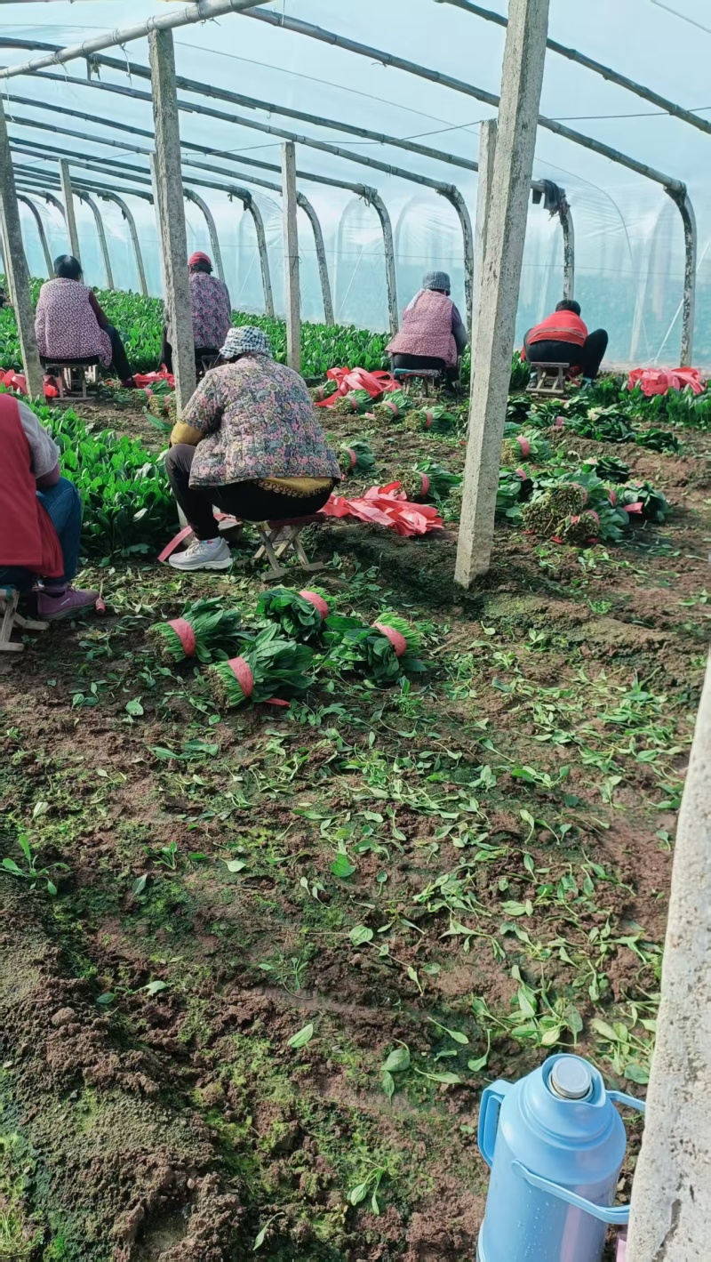 菠菜/山东菠菜/大叶菠菜产地大量现货供应，规格齐全发全国