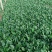菠菜/山东菠菜/大叶菠菜产地大量现货供应，规格齐全发全国
