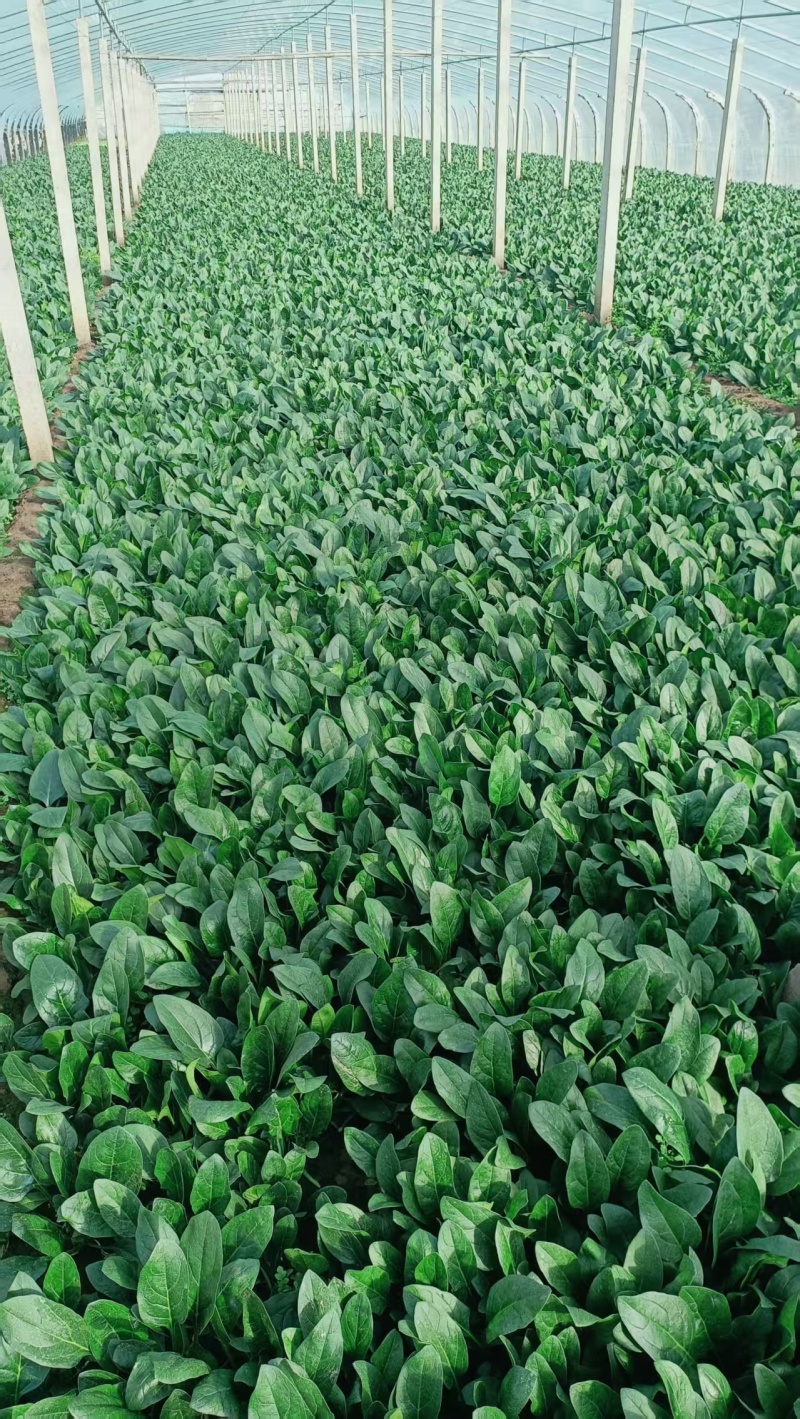 菠菜/山东菠菜/大叶菠菜产地大量现货供应，规格齐全发全国