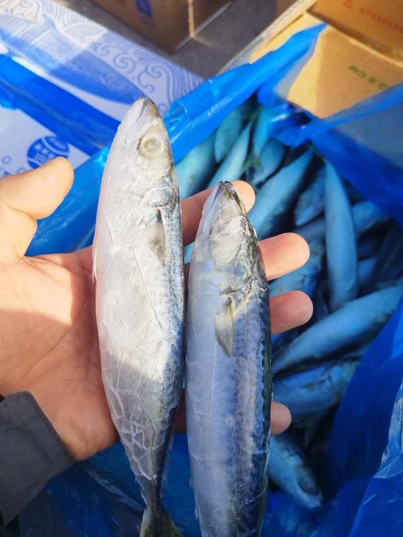 单冻鲐鲅鱼一箱20斤赶大集电商价格低