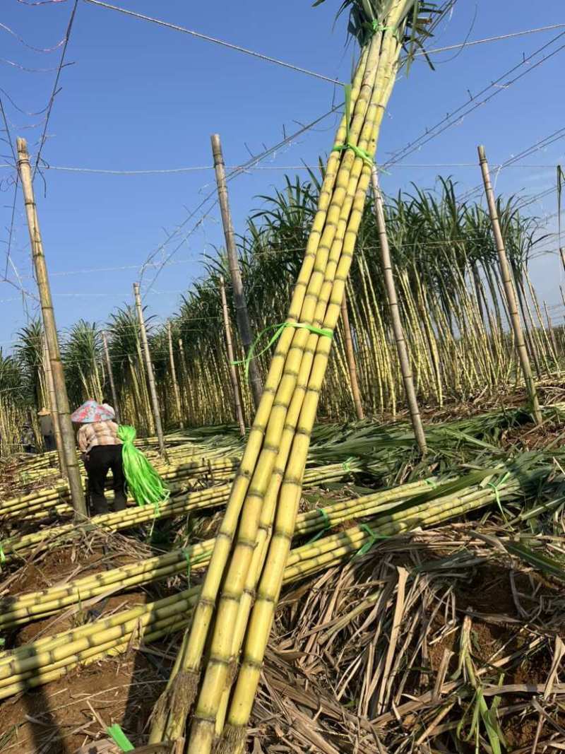 黄皮甘蔗广东黄皮甘蔗货源稳定基地直发代发全国