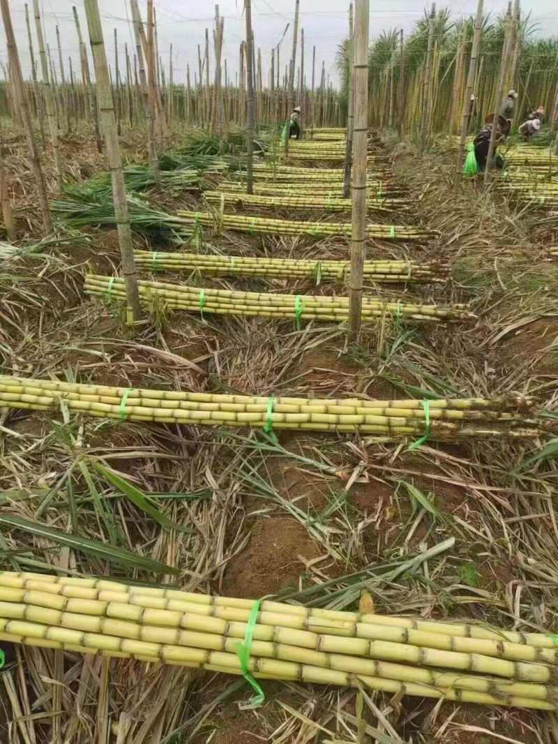 黄皮甘蔗广东黄皮甘蔗货源稳定基地直发代发全国
