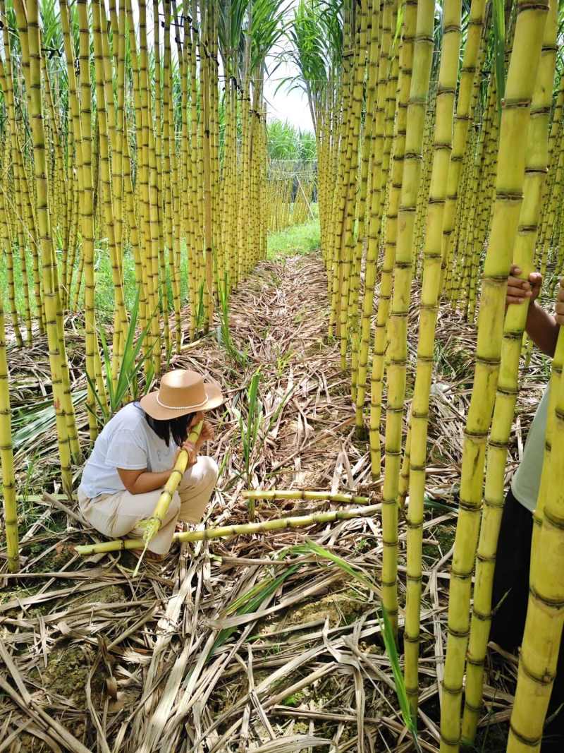黄皮甘蔗广东黄皮甘蔗货源稳定基地直发代发全国