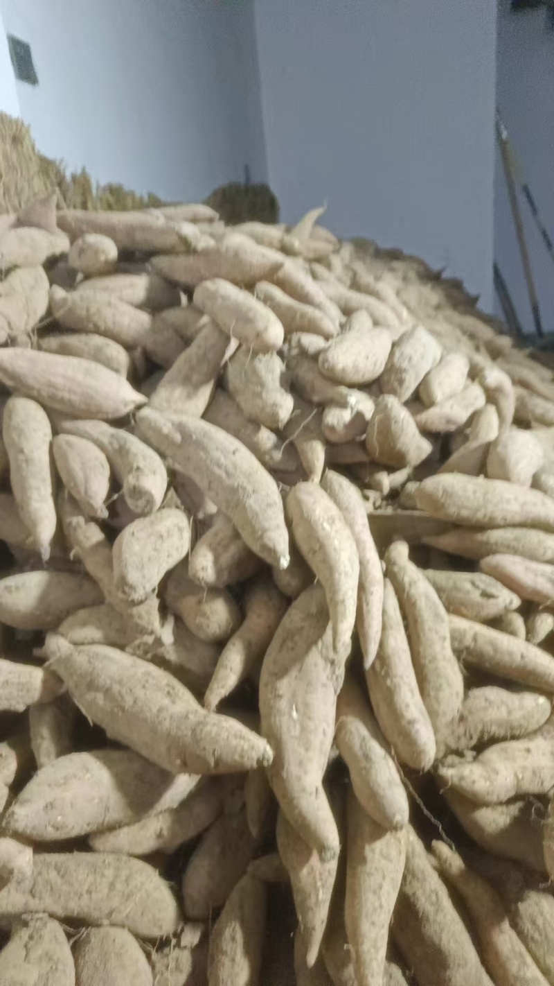 通货红皮哈密