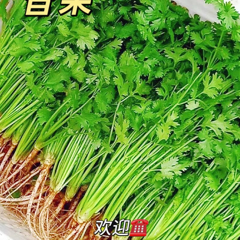 优质菜品铁杆青香菜品质保证供货量大价格面议规格分明