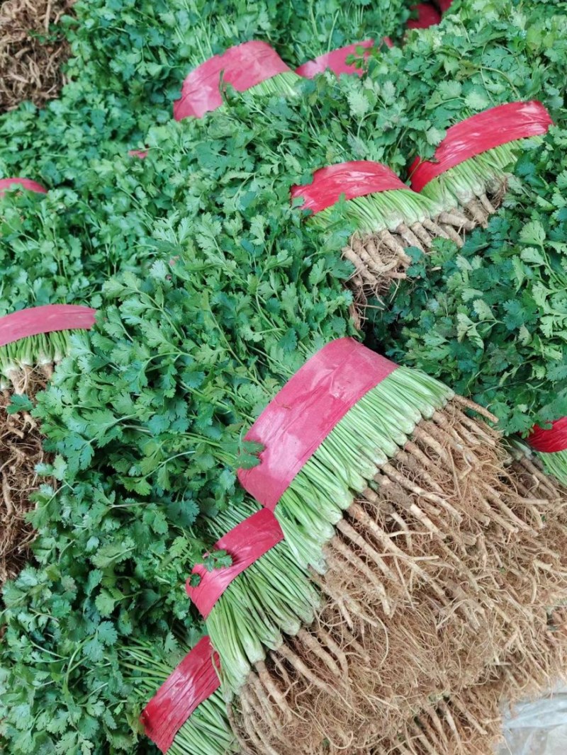 优质菜品铁杆青香菜品质保证供货量大价格面议规格分明