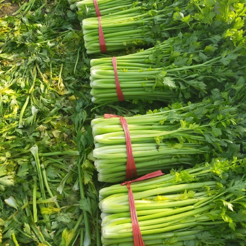 优质优价西芹供货量大全天加工随到随装发市场