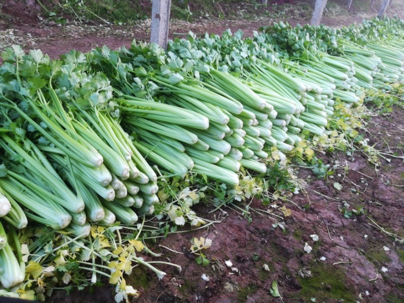 优质优价西芹供货量大全天加工随到随装发市场