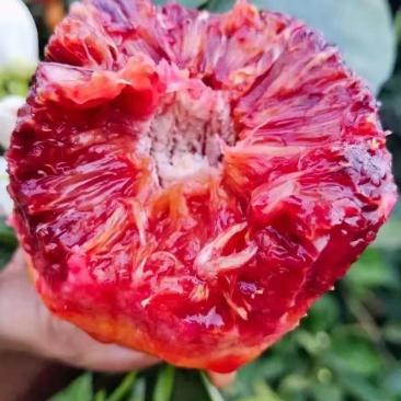 资阳血橙塔罗科血橙一件代发市场批发