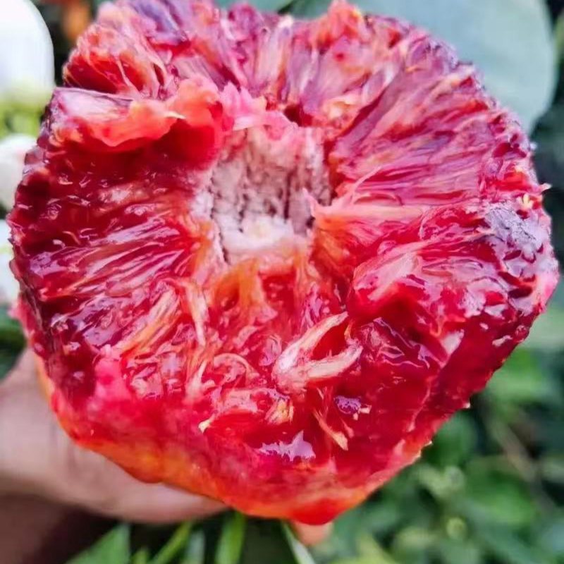 资阳血橙塔罗科血橙一件代发市场批发