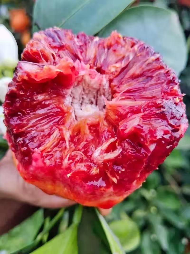 资阳血橙塔罗科血橙一件代发市场批发