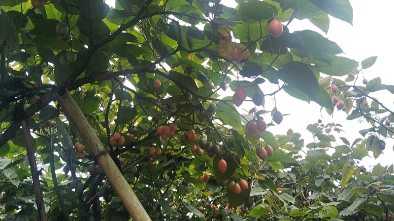 树番茄/云南树番茄/对接全国商超档口/一件代发