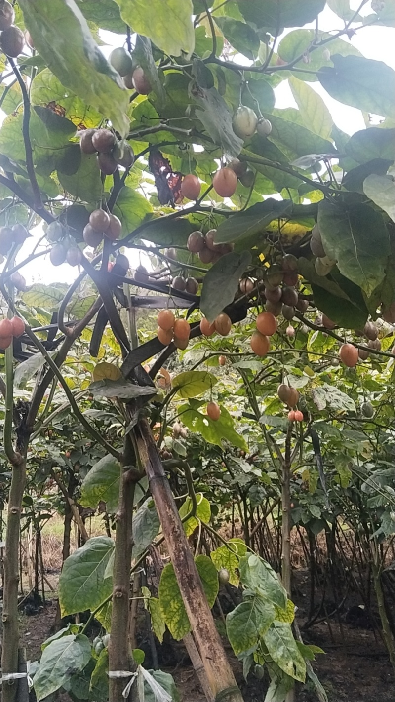 树番茄/云南树番茄/对接全国商超档口/一件代发