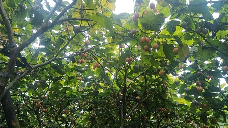 树番茄/云南树番茄/对接全国商超档口/一件代发