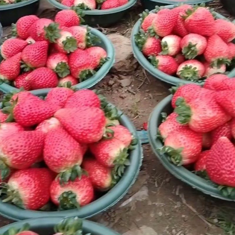 眉县奶油草莓上市，有需要的联系我。