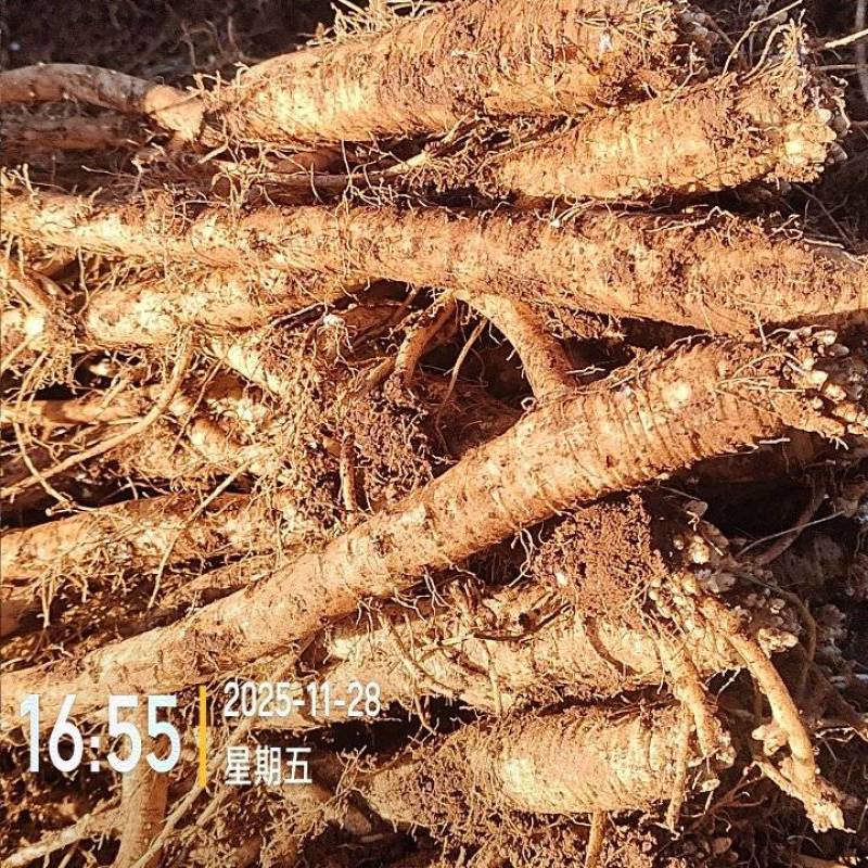 云南陆良高原臭参优质中药材种植基地直发可视频看货