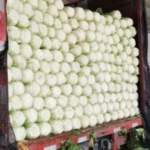 【推荐】黄心白菜大白菜大量接单产地直发量大从优欢迎来电