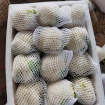 精品菜花松花菜白面菜花规格齐全价格合理发市场发商超