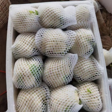 精品菜花松花菜白面菜花规格齐全价格合理发市场发商超
