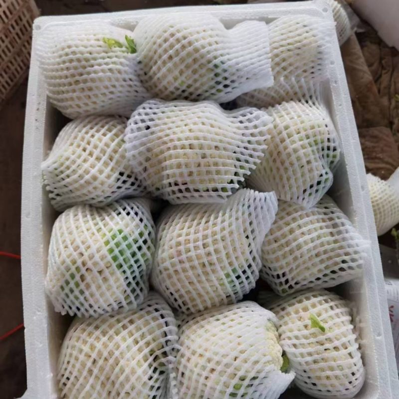 精品菜花松花菜白面菜花规格齐全价格合理发市场发商超