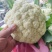 精品菜花松花菜白面菜花规格齐全价格合理发市场发商超