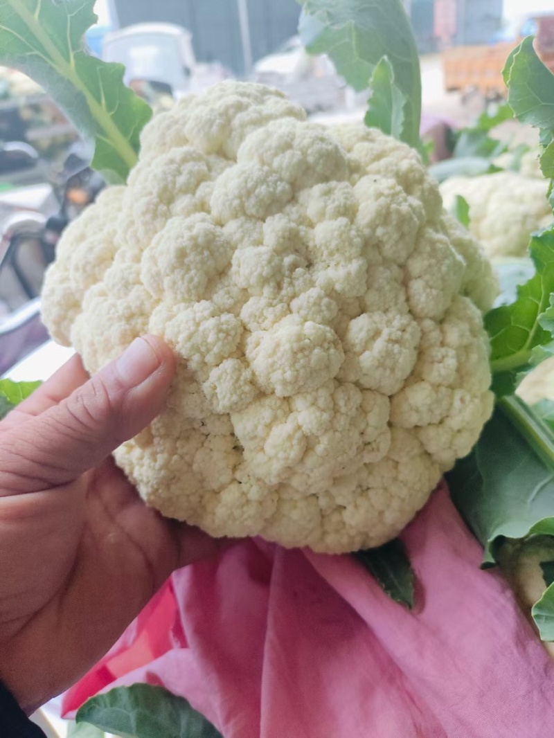 精品菜花松花菜白面菜花规格齐全价格合理发市场发商超