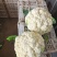精品菜花松花菜白面菜花规格齐全价格合理发市场发商超