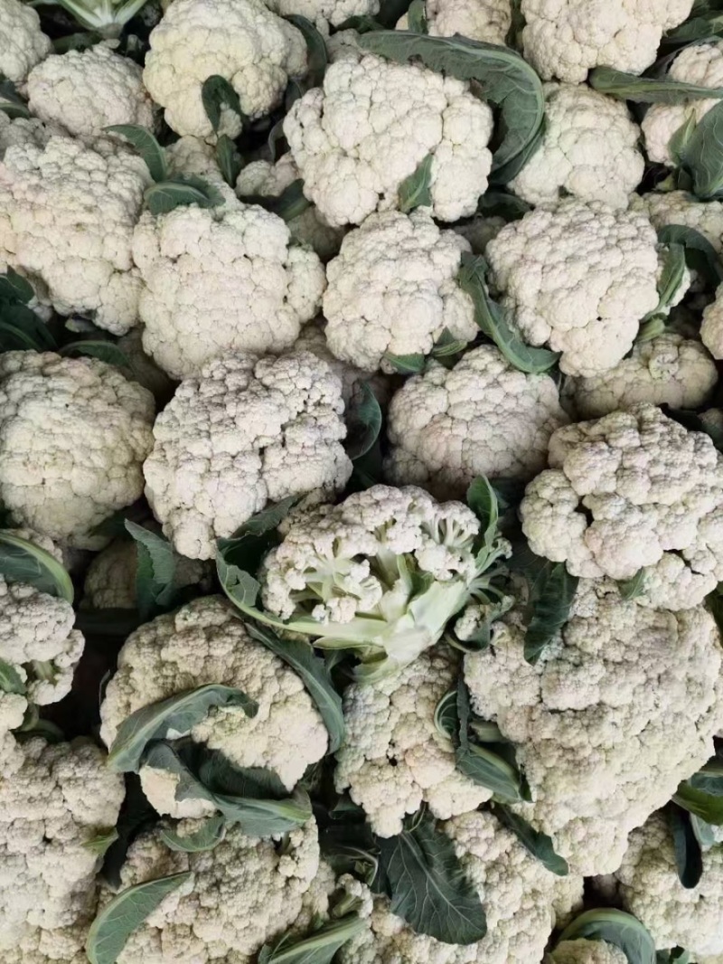 精品菜花松花菜白面菜花规格齐全价格合理发市场发商超