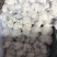精品菜花松花菜白面菜花规格齐全价格合理发市场发商超