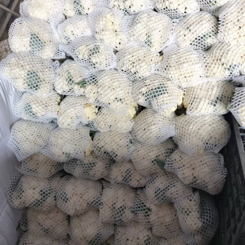 精品菜花松花菜白面菜花规格齐全价格合理发市场发商超